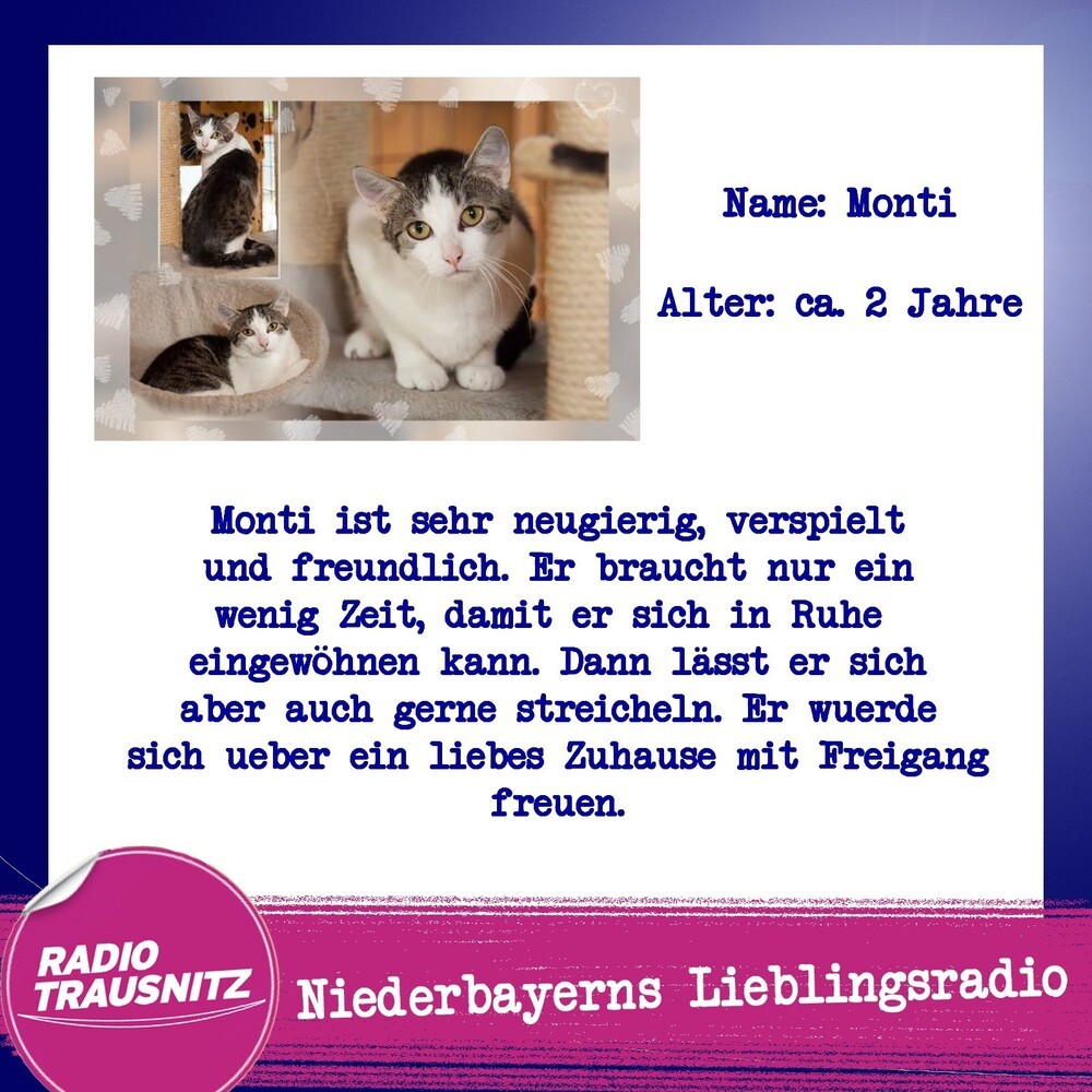 Kater Monti