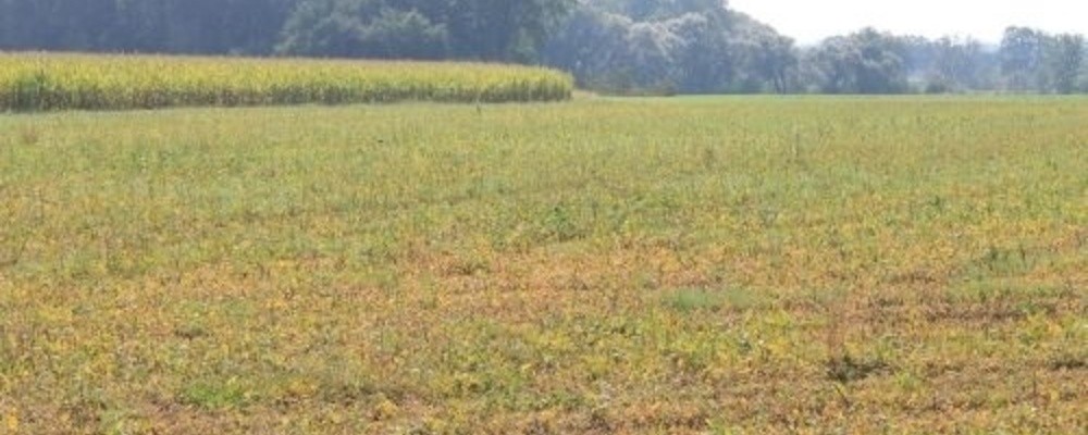 landwirtschaft