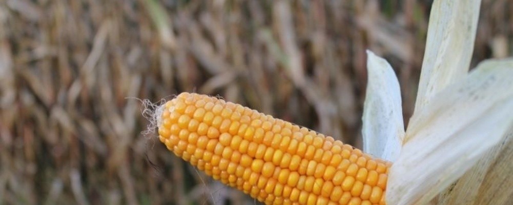 landwirtschaft