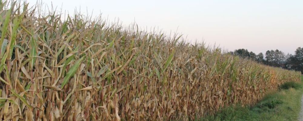 landwirtschaft