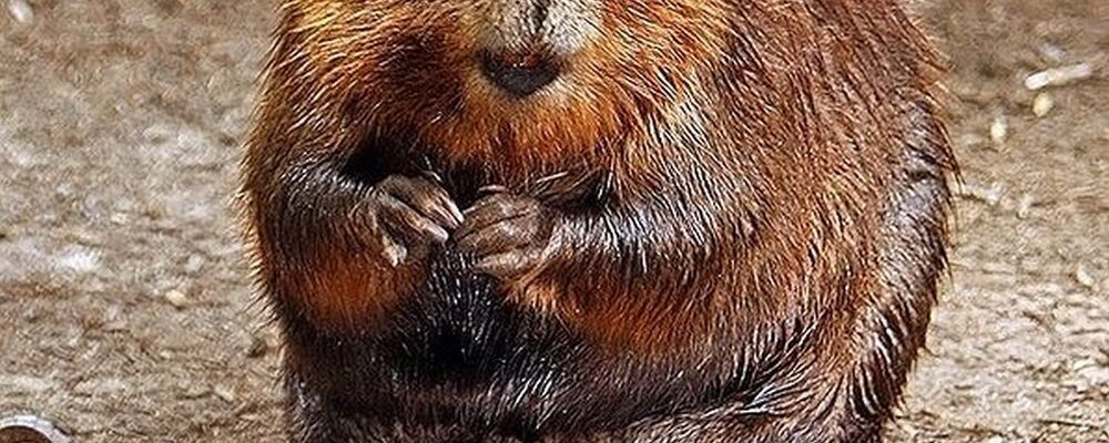 tier, tiere