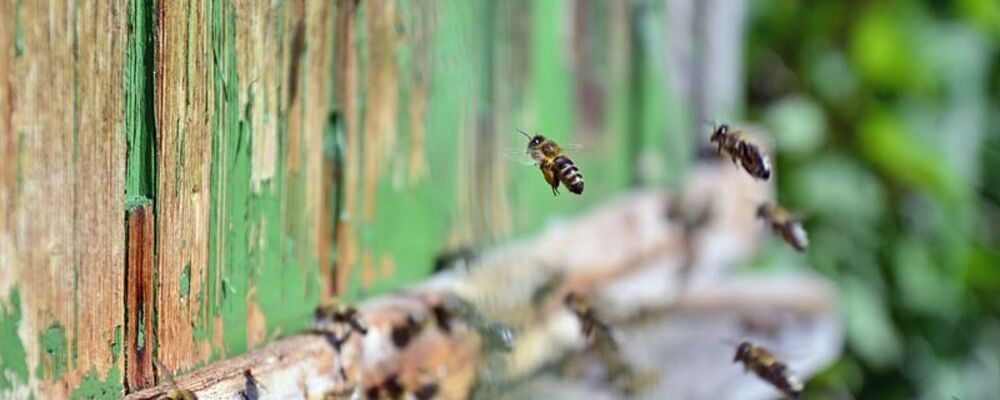 tier, tiere