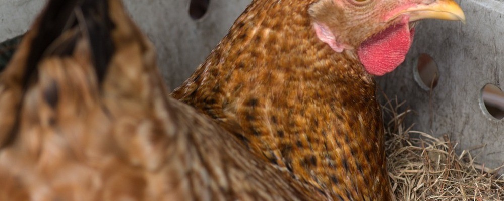 tier, tiere