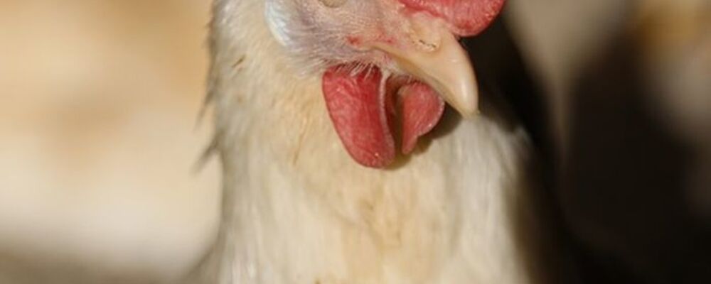 tier, tiere
