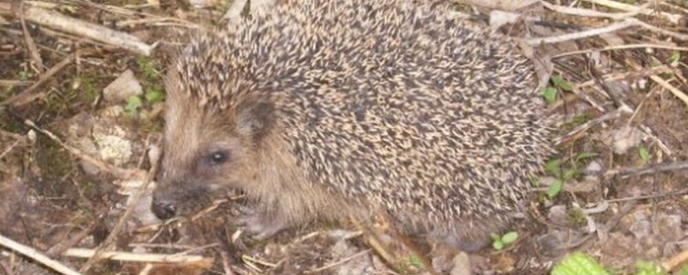 tier, tiere