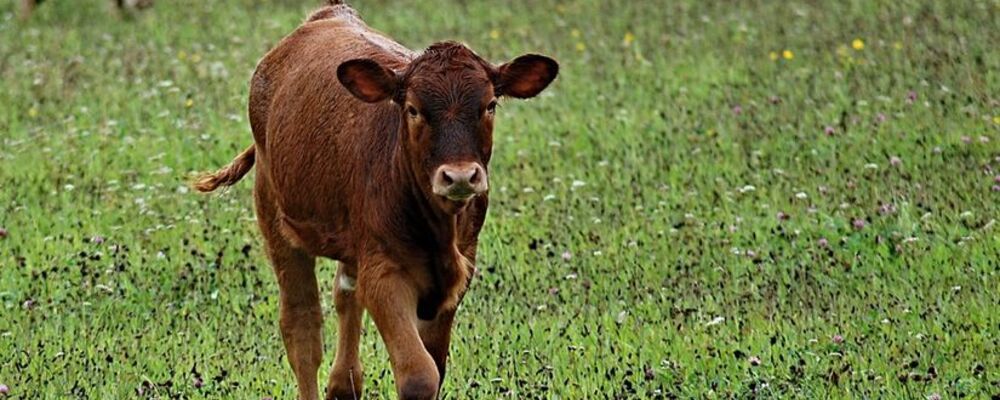 tier, tiere