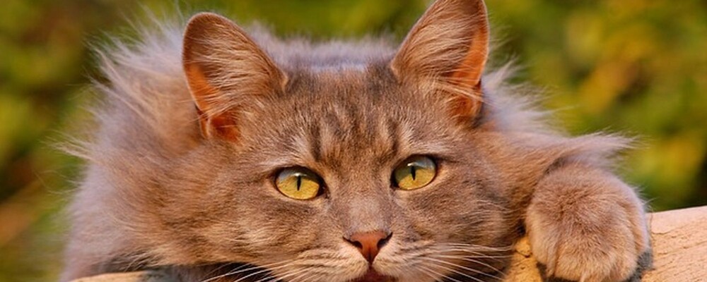 tier, tiere