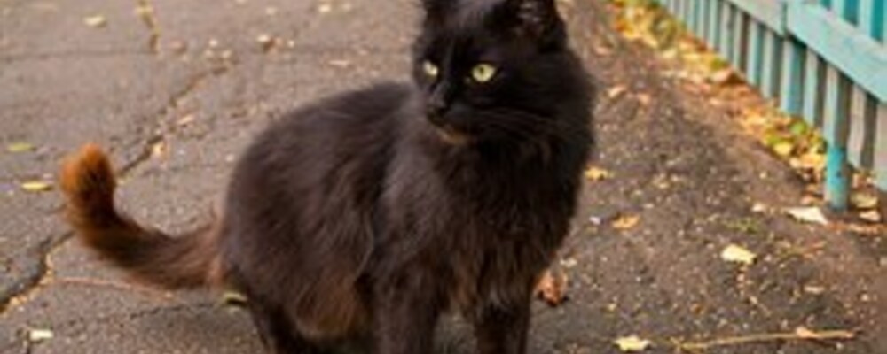 tier, tiere