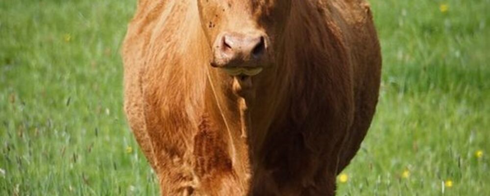 tier, tiere