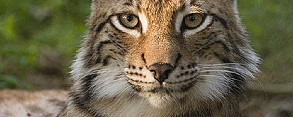 tier, tiere