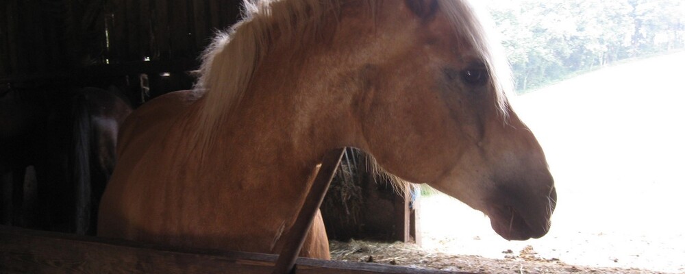 tier, tiere