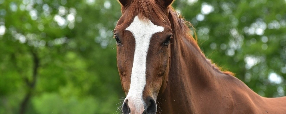 tier, tiere