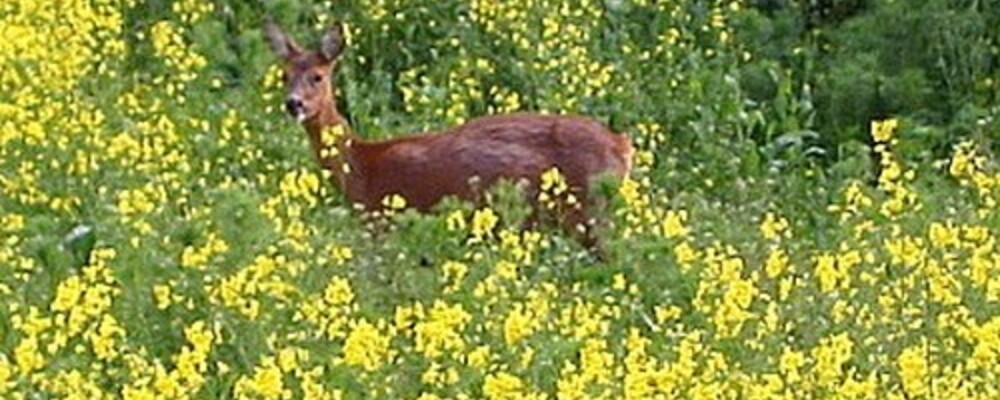 tier, tiere
