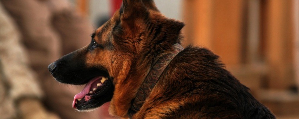 tier, tiere