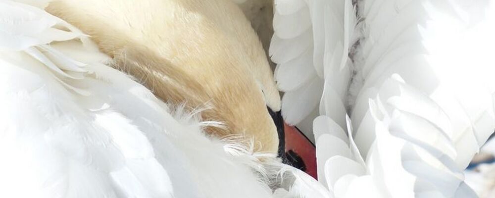 tier, tiere