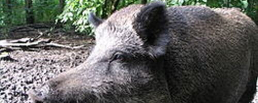 tier, tiere