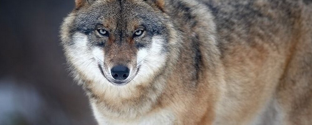 tier, tiere