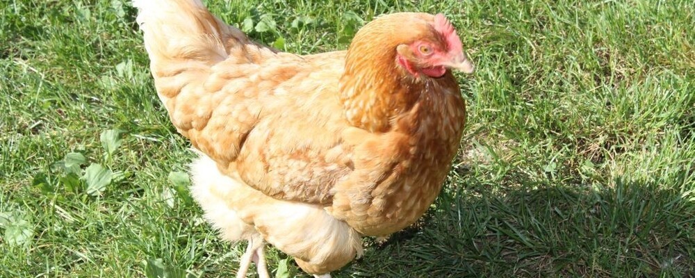 tier, tiere