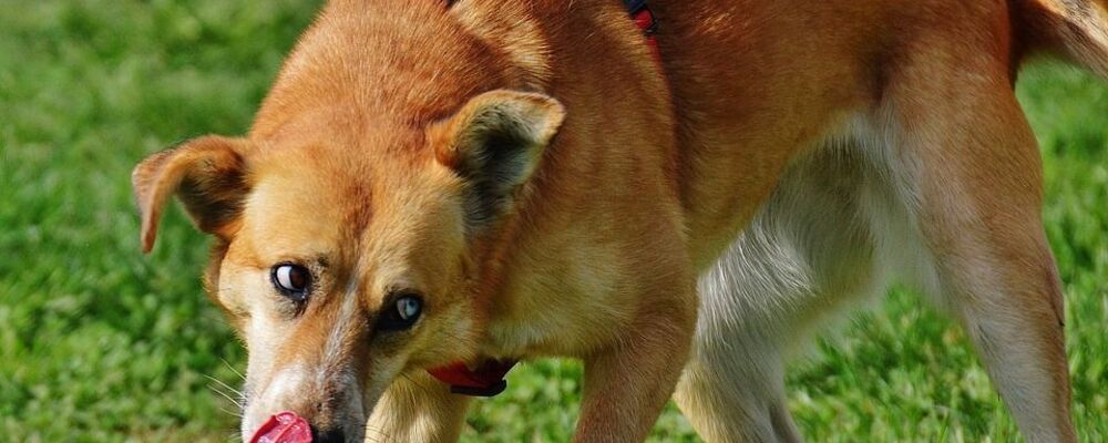 tier, tiere