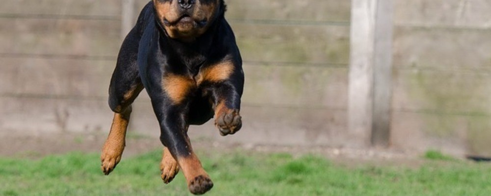 tier, tiere