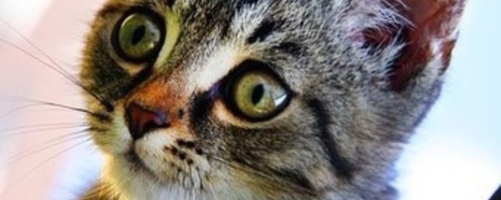 tier, tiere