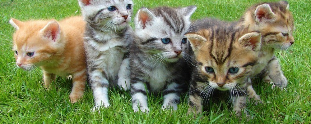 tier, tiere