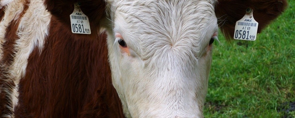 tier, tiere