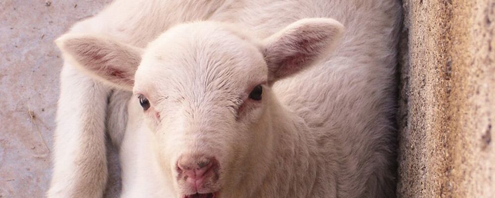 tier, tiere