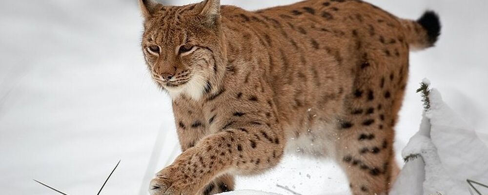 tier, tiere
