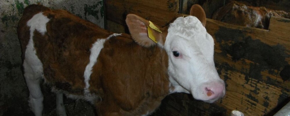 tier, tiere