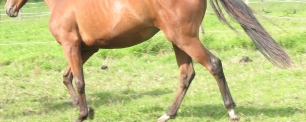 tier, tiere