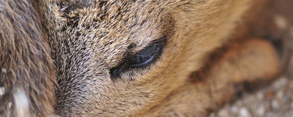 tier, tiere