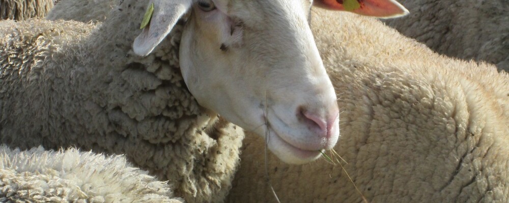 tier, tiere
