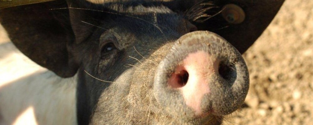 tier, tiere