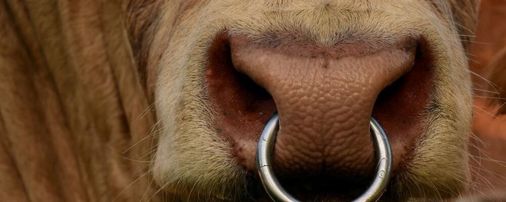 tier, tiere
