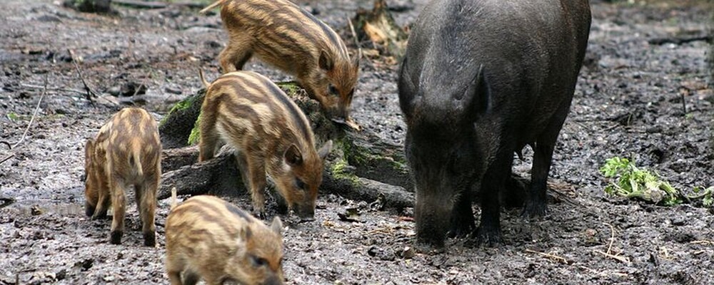 tier, tiere