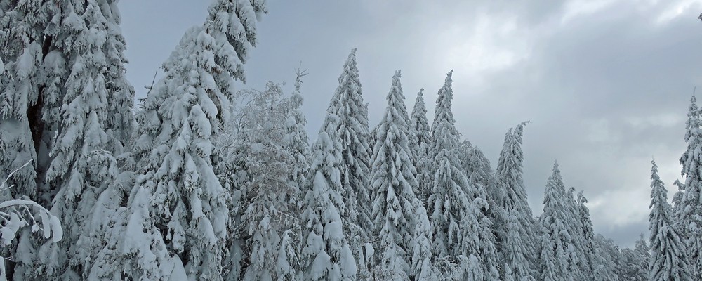 © Nationalparkverwaltung Bayerischer Wald