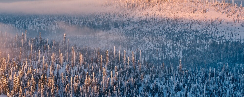 © Nationalparkverwaltung Bayerischer Wald