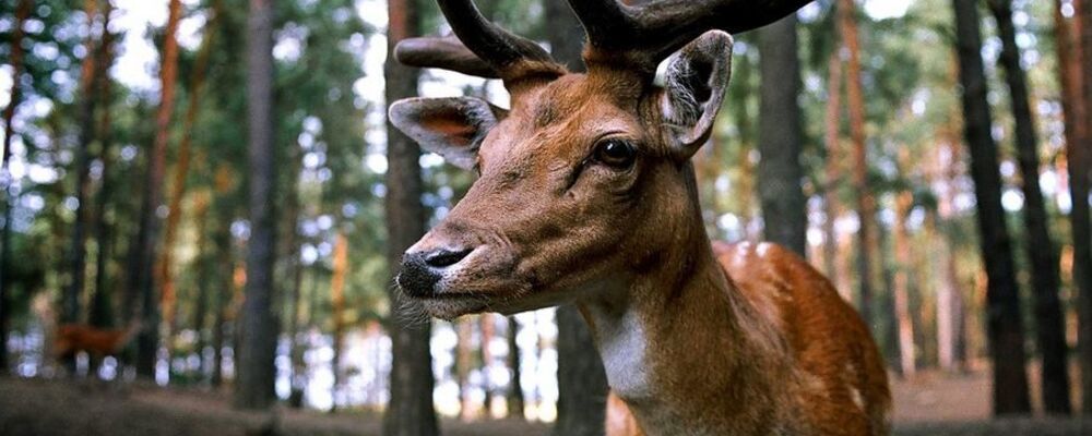 tier, tiere, © Pixabay