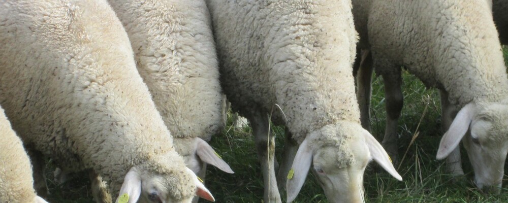 tier, tiere, © Funkhaus Landshut