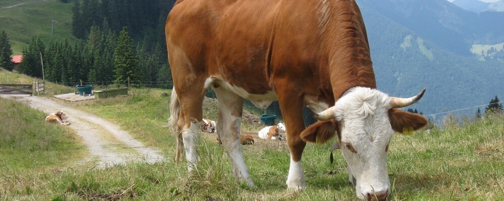 tier, tiere, © Funkhaus Landshut