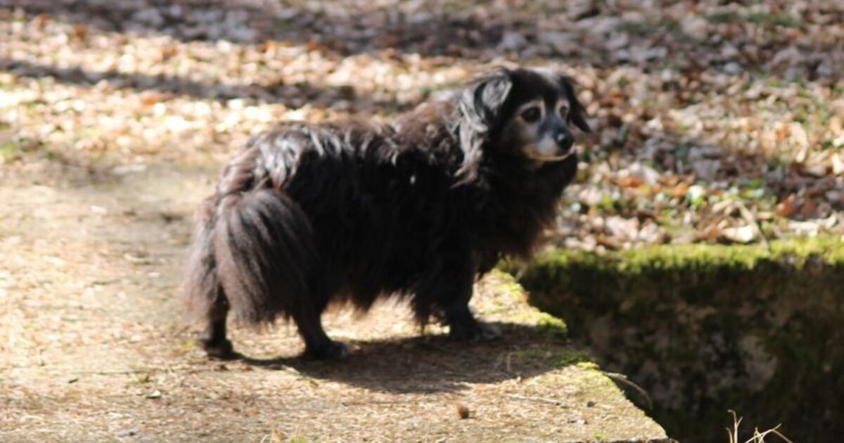 Hund tatsächlich vergiftet Radio Trausnitz