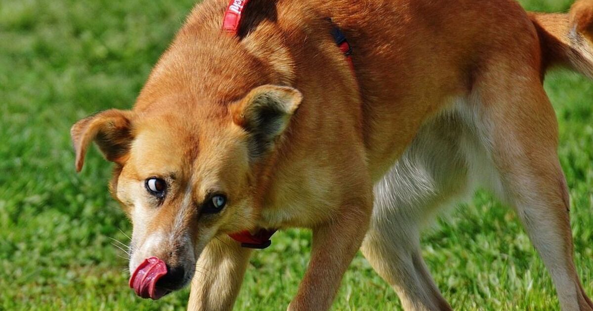 osteopathie für hunde in der nähe