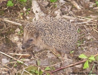 tier, tiere